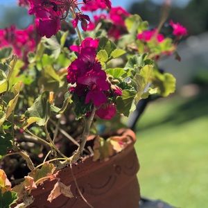 Meet your Posher, Emma